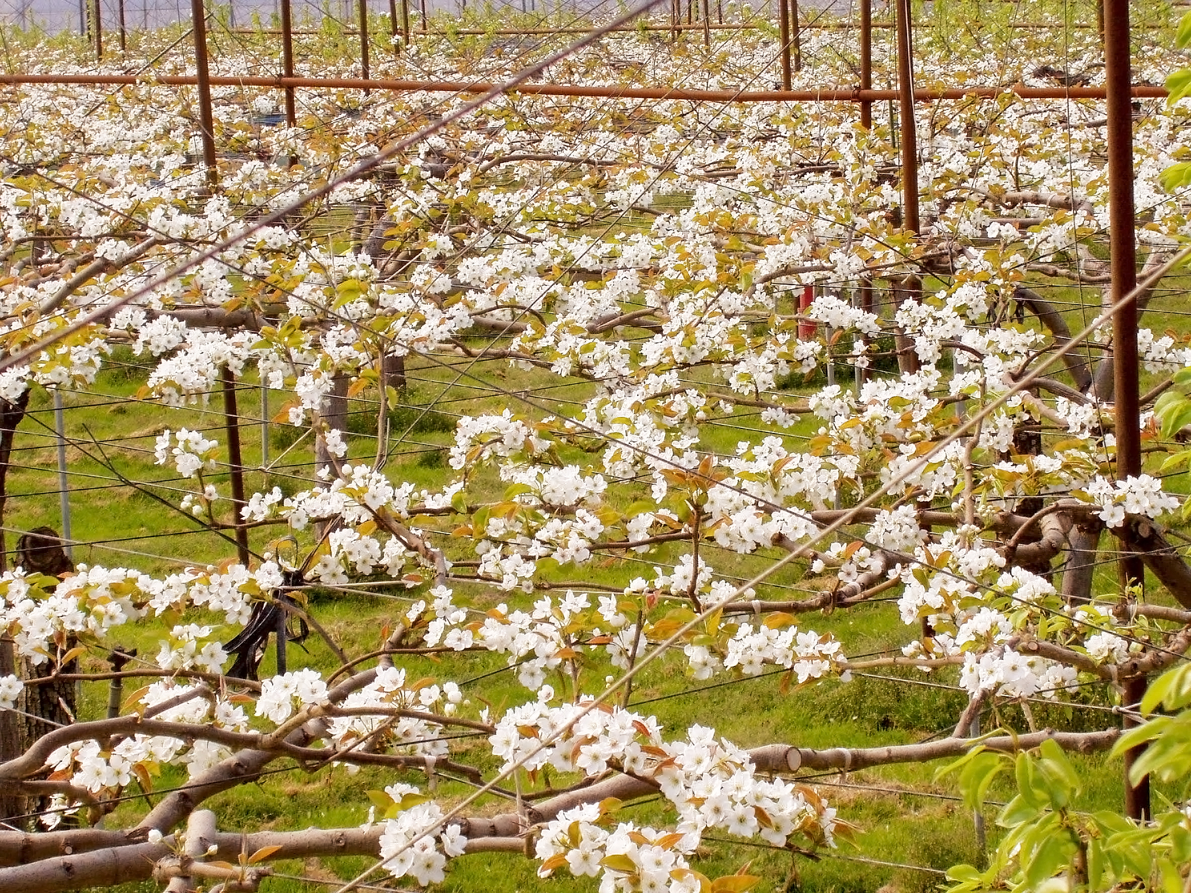 幸水（こうすい）